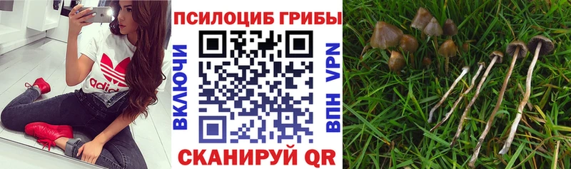 Галлюциногенные грибы мицелий Домодедово